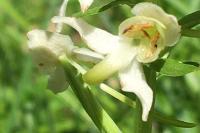 Platanthera chlorantha