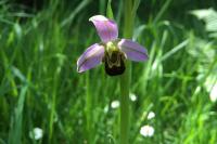 Ophrys apifera