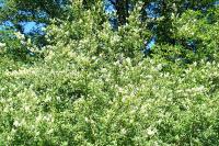 Ligustrum vulgare