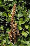 Orobanche hederae
