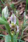 Ophrys apifera