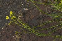 Senecio inaequidens