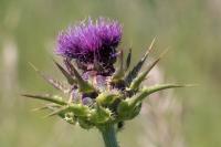 Silybum marianum