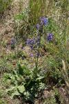 Salvia pratensis