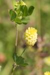 Trifolium campestre