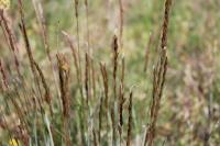 Festuca longifolia