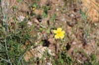 Fumana procumbens