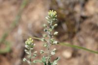 Alyssum alyssoides
