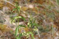 Vincetoxicum hirundinaria