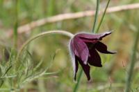 Pulsatilla rubra