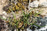 Carex liparocarpos