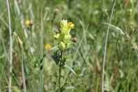 Rhinanthus minor