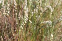 Sesamoides purpurascens