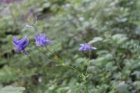 Aquilegia vulgaris