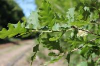 Quercus pubescens