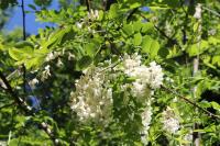 Robinia pseudoacacia