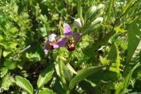Ophrys apifera