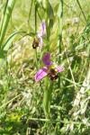 Ophrys apifera