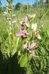 Ophrys apifera