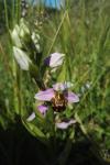 Ophrys apifera