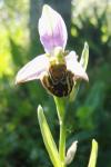 Ophrys apifera