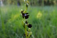 Ophrys insectifera