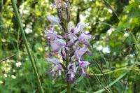Orchis simia