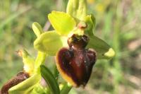 Ophrys aranifera subsp. aranifera