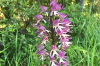 Orchis simia