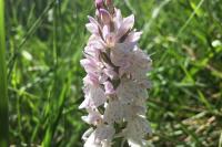 Dactylorhiza maculata