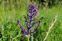 Muscari comosum