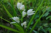 Cephalanthera longifolia