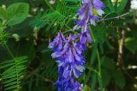 Vicia tenuifolia