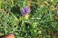 Carthamus mitissimus