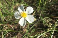Helianthemum apenninum subsp. apenninum