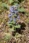 Ajuga genevensis