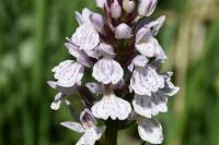 Dactylorhiza maculata