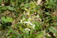 Platanthera bifolia