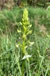 Platanthera chlorantha