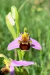 Ophrys apifera