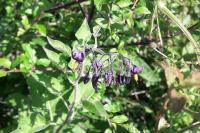 Solanum dulcamara