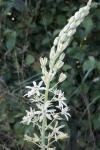 Loncomelos pyrenaicus