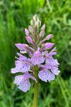 Dactylorhiza maculata