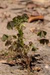 Oxalis stricta