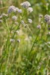 Valeriana officinalis