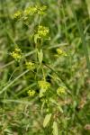 Euphorbia stricta