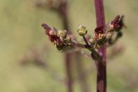 Scrophularia auriculata