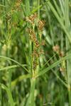 Cyperus longus