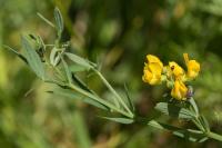 Lathyrus pratensis