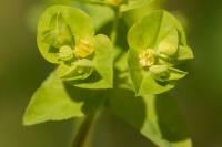 Euphorbia stricta